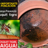 L’Ajuntament inicia una campanya de prevenció contra el “mosquit tigre”