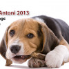 Sant Antoni, el diumenge benedicció d’animals