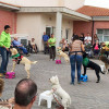 Los residentes de Solimar l’Ollería disfrutan de una exhibición de habilidades caninas