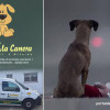 La “Canera” de la Mancomunitat va recollir 547 gossos el 2015